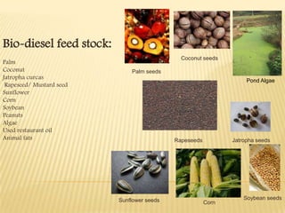 Bio-diesel feed stock:
                                              Coconut seeds
Palm
Coconut                       Palm seeds
Jatropha curcas
                                                                    Pond Algae
 Rapeseed/ Mustard seed
Sunflower
Corn
Soybean
Peanuts
Algae
Used restaurant oil
Animal fats                                 Rapeseeds          Jatropha seeds




                          Sunflower seeds                          Soybean seeds
                                                        Corn
 