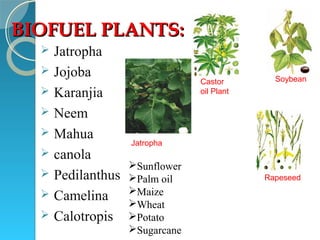 BIOFUELS AND THEIR FUTURE PERESPECTIVES | PPT