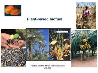 Plant-based biofuel
Paliza Shrestha, Mount Holyoke College
ES-390
 