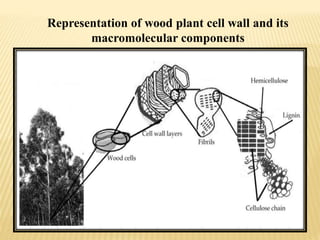 Representation of wood plant cell wall and its
macromolecular components
 