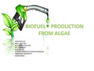 BIOFUEL PRODUCTION
FROM ALGAE
PRESENTED BY
BIPUL JYOTI DAS
M.Sc BIOTECHNOLOGY
2ND SEMESTER
ROLL NO: 17
CENTRE FOR STUDIES IN BIOTECHNOLOGY
DIBRUGARH UNIVERSITY
ASSAM,INDIA
 