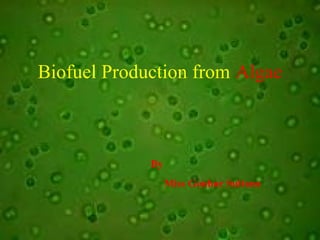 Biofuel Production from Algae
By
Miss Gouhar Sultana
 