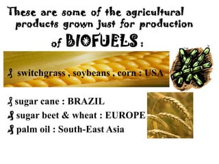 These are some of the agricultural
 products grown just for production

          of   BIOFUELS :

₰ switchgrass , soybeans , corn : USA

₰ sugar cane : BRAZIL
₰ sugar beet & wheat : EUROPE
₰ palm oil : South-East Asia
 