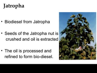 Jatropha

• Biodiesel from Jatropha

• Seeds of the Jatropha nut is
  crushed and oil is extracted

• The oil is processed and
  refined to form bio-diesel.
 