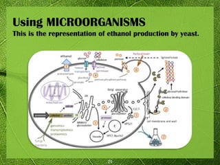 29
Using MICROORGANISMS
This is the representation of ethanol production by yeast.
 