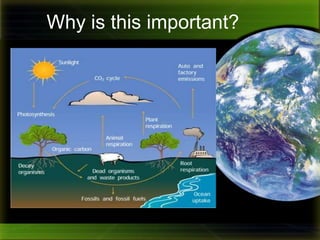 So, that is why you are called a carbon based life formWhat about that bag of grass and weeds we collected?Now that the water has mostly evaporated from the biomass we collected. Let’s take a closer look at what makes biomass.