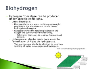    Hydrogen from algae can be produced
    under specific conditions.
    ◦ Direct Photolysis:
       Photosynthesis and water-splitting are coupled,
        resulting in the simultaneous production of
        hydrogen and oxygen.
       Is possible when the resulting hydrogen and
        oxygen are continuously flushed away.
         Safety risk, high costs to separate hydrogen and
          oxygen.
    ◦ Hydrogen can also be made from anaerobic
      fermentation of Algae via hydrogenase.
       The reactions are similar to electrolysis involving
        splitting of water into oxygen and hydrogen.
 