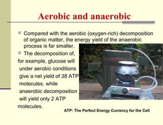 Aerobic and anaerobic
 Compared with the aerobic (oxygen-rich) decomposition

of organic matter, the energy yield of the anaerobic
process is far smaller.
 The decomposition of,
for example, glucose will
under aerobic conditions
give a net yield of 38 ATP
molecules, while
anaerobic decomposition
will yield only 2 ATP
molecules.

ATP: The Perfect Energy Currency for the Cell

 