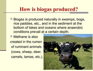 How is biogas produced?
 Biogas is produced naturally in swamps, bogs,

rice paddies, etc., and in the sediment at the
bottom of lakes and oceans where anaerobic
conditions prevail at a certain depth.
 Methane is also
created in the rumen
of ruminant animals
(cows, sheep, deer,
camels, lamas, etc.).

 