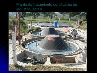 Planta de tratamiento de efluente de
industria láctea
 