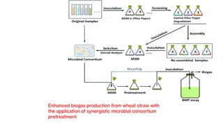 Enhanced biogas production from wheat straw with
the application of synergistic microbial consortium
pretreatment
 