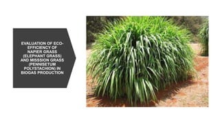 EVALUATION OF ECO-
EFFICIENCY OF
NAPIER GRASS
(ELEPHANT GRASS)
AND MISSSION GRASS
(PENNISETUM
POLYSTACHION) IN
BIOGAS PRODUCTION
 