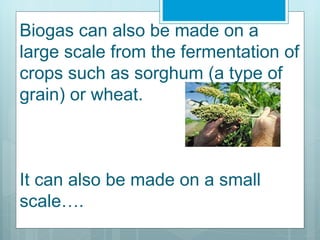 Biogas can also be made on a
large scale from the fermentation of
crops such as sorghum (a type of
grain) or wheat.



It can also be made on a small
scale….
 