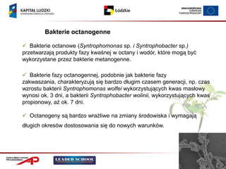 Bakterie octanogenne

 Bakterie octanowe (Syntrophomonas sp. i Syntrophobacter sp.)
przetwarzają produkty fazy kwaśnej w octany i wodór, które mogą być
wykorzystane przez bakterie metanogenne.

 Bakterie fazy octanogennej, podobnie jak bakterie fazy
zakwaszania, charakteryzują się bardzo długim czasem generacji, np. czas
wzrostu bakterii Syntrophomonas wolfei wykorzystujących kwas masłowy
wynosi ok. 3 dni, a bakterii Syntrophobacter wolinii, wykorzystujących kwas
propionowy, aż ok. 7 dni.

 Octanogeny są bardzo wrażliwe na zmiany środowiska i wymagają
długich okresów dostosowania się do nowych warunków.
 