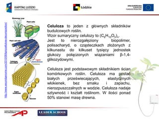 http://www.secondgenome.com/2010/08/lignocellulose-decomposition/




                                                                    Celuloza to jeden z głównych składników
                                                                    budulcowych roślin.
                                                                    Wzór sumaryczny celulozy to (C6H10O5)n.
                                                                    Jest    to   nierozgałęziony      biopolimer,
                                                                    polisacharyd, o cząsteczkach złożonych z
                                                                    kilkunastu do kilkuset tysięcy jednostek
                                                                    glukozy połączonych wiązaniami β-1,4-
                                                                    glikozydowymi.

                                                                    Celuloza jest podstawowym składnikiem ścian
                                                                    komórkowych roślin. Celuloza ma postać
                                                                    białych    przeświecających,     elastycznych
                                                                    włókienek,    bez     smaku    i     zapachu,
                                                                    nierozpuszczalnych w wodzie. Celuloza nadaje
                                                                    sztywność i kształt roślinom. W ilości ponad
                                                                    50% stanowi masę drewna.
 