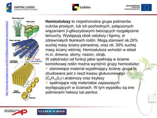 Hemicelulozy to niejednorodna grupa polimerów
http://www.secondgenome.com/2010/08/lignocellulose-decomposition/




                                                                    cukrów prostych, lub ich pochodnych, połączonych
                                                                    wiązaniami -glikozydowymi tworzących rozgałęzione
                                                                    łańcuchy. Występują obok celulozy i ligniny, w
                                                                    zdrewniałych tkankach roślin. Mogą stanowić ok.20%
                                                                    suchej masy ściany pierwotnej, oraz ok. 30% suchej
                                                                    masy ściany wtórnej. Hemiceluloza wchodzi w skład
                                                                    m.in. drewna, słomy, nasion, otrąb.
                                                                    W zależności od funkcji jakie spełniają w ścianie
                                                                    komórkowej roślin można wyróżnić grupy hemiceluloz:
                                                                     stanowiące materiał wypełniający ścianę; grupa ta
                                                                    zbudowana jest z reszt kwasu glukurunowego
                                                                    (C6H1007) i arabinozy oraz ksylozy
                                                                     spełniające rolę materiałów zapasowych
                                                                    występujących w ścianach. W tym wypadku są one
                                                                    polimerami heksoz lub pentoz.
 