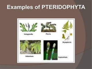 Examples of PTERIDOPHYTA

 