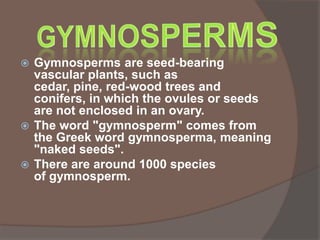 Gymnosperms are seed-bearing
vascular plants, such as
cedar, pine, red-wood trees and
conifers, in which the ovules or seeds
are not enclosed in an ovary.
 The word "gymnosperm" comes from
the Greek word gymnosperma, meaning
"naked seeds".
 There are around 1000 species
of gymnosperm.


 