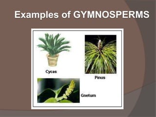Examples of GYMNOSPERMS

 