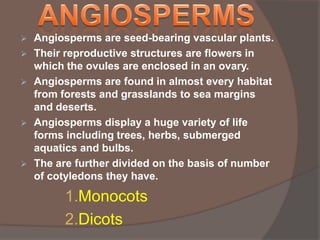 







Angiosperms are seed-bearing vascular plants.
Their reproductive structures are flowers in
which the ovules are enclosed in an ovary.
Angiosperms are found in almost every habitat
from forests and grasslands to sea margins
and deserts.
Angiosperms display a huge variety of life
forms including trees, herbs, submerged
aquatics and bulbs.
The are further divided on the basis of number
of cotyledons they have.

1.Monocots
2.Dicots

 