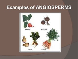 Examples of ANGIOSPERMS

 
