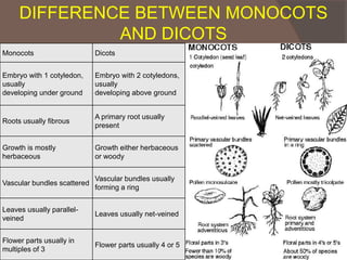 DIFFERENCE BETWEEN MONOCOTS
AND DICOTS
Monocots

Dicots

Embryo with 1 cotyledon,
usually
developing under ground

Embryo with 2 cotyledons,
usually
developing above ground

Roots usually fibrous

A primary root usually
present

Growth is mostly
herbaceous

Growth either herbaceous
or woody

Vascular bundles scattered

Vascular bundles usually
forming a ring

Leaves usually parallelveined

Leaves usually net-veined

Flower parts usually in
multiples of 3

Flower parts usually 4 or 5

 