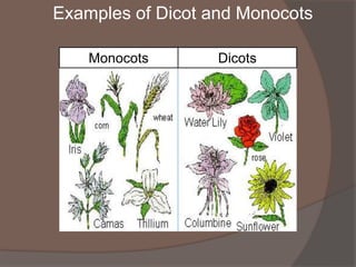 Examples of Dicot and Monocots
Monocots

Dicots

 