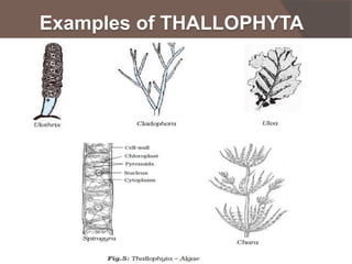 Examples of THALLOPHYTA

 