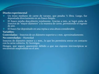 Diseño experimental
 Un trozo mediano de carne de vacuno, que pesaba ½ libra. Luego, fue
depositada directamente en un frasco limpio.
 El frasco estaba descubierto totalmente. Gracias a esto, se logró aislar de
insectos de “mayor diámetro” a la muestra de carne, permitiendo el ingreso
de aire.
 El frasco fue depositado en una repisa a una altura considerable.
Variables:
Controladas: - Insectos de un diámetro superior a 1 mm. aproximadamente.
No controladas: - Humedad
Insectos de diámetro menor a 1 mm., lo que les permitiría entrar en contacto
con la carne cubierta. Ej: hormigas.
Hongos, que seguro aparecerán debido a que sus esporas microscópicas se
encuentran suspendidas en el aire.

 