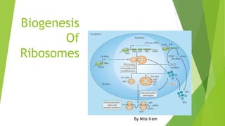 Biogenesis
Of
Ribosomes
By Miss Iram
 
