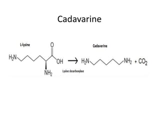 Cadavarine
 