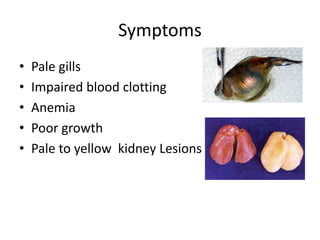 Symptoms
• Pale gills
• Impaired blood clotting
• Anemia
• Poor growth
• Pale to yellow kidney Lesions
 