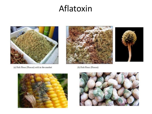 Biogenic amines and Aflatoxin