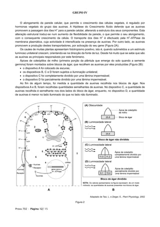 Prova 702 • Página 12/ 15
GRUPO IV
O alongamento da parede celular, que permite o crescimento das células vegetais, é regulado por
hormonas vegetais do grupo das auxinas. A Hipótese do Crescimento Ácido defende que as auxinas
promovem a passagem dos iões H+
para a parede celular, alterando a estrutura dos seus componentes. Esta
alteração estrutural traduz-se num aumento de flexibilidade da parede, o que permite o seu alongamento,
com o consequente crescimento da célula. O transporte dos iões H+
é efectuado pela H+
-ATPase da
membrana plasmática, cuja actividade é intensificada na presença de auxinas. Por outro lado, as auxinas
promovem a produção destes transportadores, por activação do seu gene (Figura 2A).
Os caules de muitas plantas apresentam fototropismo positivo, isto é, quando submetidos a um estímulo
luminoso unilateral crescem, orientando-se na direcção da fonte de luz. Desde há muito que se sabe que são
as auxinas as principais responsáveis por este fenómeno.
Ápices de coleóptilos de milho (primeira porção da plântula que emerge do solo quando a semente
germina) foram montados sobre blocos de ágar, que recolhem as auxinas por eles produzidas (Figura 2B):
• o dispositivo A foi colocado às escuras;
• os dispositivos B, C e D foram sujeitos a iluminação unilateral;
• o dispositivo C foi completamente dividido por uma lâmina impermeável;
• o dispositivo D foi parcialmente dividido por uma lâmina impermeável.
Ao fim de algum tempo, foi medida a quantidade de auxinas recolhida nos blocos de ágar. Nos
dispositivos A e B, foram recolhidas quantidades semelhantes de auxinas. No dispositivo C, a quantidade de
auxinas recolhida é semelhante nos dois lados do bloco de ágar, enquanto, no dispositivo D, a quantidade
de auxinas é menor no lado iluminado do que no lado não iluminado.
Adaptado de Taiz, L. e Zeiger, E., Plant Physiology, 2002
Figura 2
 