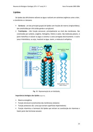 Resumos de Biologia e Geologia (10º e 11º anos) V1.1 Nuno Fernandes 2005/2006
23
Lípidos
Os lípidos são dificilmente solúveis na água e solúveis em solventes orgânicos como o éter,
o clorofórmio e o benzeno.
 Gorduras – um dos principais grupos de lípidos com funções de reserva (triglicerídeos);
são constituídas por três ácidos gordos e um glicerol.
 Fosfolípidos – têm função estrutural, principalmente ao nível das membranas. São
constituídos por carbono, oxigénio, hidrogénio, fósforo e azoto. São moléculas polares. A
parte hidrofílica é solúvel na água e constitui a zona carregada electricamente. A outra
zona é hidrofóbica, ou seja, insolúvel na água. Assim, a molécula é anfipática.
Importância biológica dos lípidos (eep(v+h))
 Reserva energética
 Função estrutural (constituintes das membranas celulares)
 Função protectora (Ex: ceras que tornam superfícies impermeáveis)
 Função vitamínica e hormonal (há lípidos que entram na constituição de vitaminas e
fazem parte das hormonas sexuais)
Fig. 12 – Representação de um fosfolípido.
 