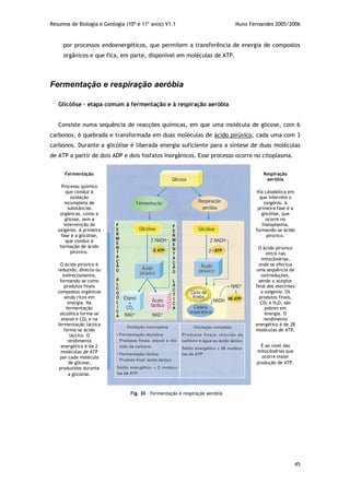 Resumos de Biologia e Geologia (10º e 11º anos) V1.1 Nuno Fernandes 2005/2006
45
por processos endoenergéticos, que permitem a transferência de energia de compostos
orgânicos e que fica, em parte, disponível em moléculas de ATP.
Fermentação e respiração aeróbia
Glicólise – etapa comum à fermentação e à respiração aeróbia
Consiste numa sequência de reacções químicas, em que uma molécula de glicose, com 6
carbonos, é quebrada e transformada em duas moléculas de ácido pirúvico, cada uma com 3
carbonos. Durante a glicólise é liberada energia suficiente para a síntese de duas moléculas
de ATP a partir de dois ADP e dois fosfatos inorgânicos. Esse processo ocorre no citoplasma.
Fermentação
Processo químico
que conduz à
oxidação
incompleta de
substâncias
orgânicas, como a
glicose, sem a
intervenção do
oxigénio. A primeira
fase é a glicólise,
que conduz à
formação de ácido
pirúvico.
O ácido pirúvico é
reduzido, directa ou
indirectamente,
formando-se como
produtos finais
compostos orgânicos
ainda ricos em
energia. Na
fermentação
alcoólica forma-se
etanol e CO2 e na
fermentação láctica
forma-se ácido
láctico. O
rendimento
energético é de 2
moléculas de ATP
por cada molécula
de glicose,
produzidas durante
a glicólise.
Respiração
aeróbia
Via catabólica em
que intervém o
oxigénio. A
primeira fase é a
glicólise, que
ocorre no
hialoplasma,
formando-se ácido
pirúvico.
O ácido pirúvico
entra nas
mitocôndrias,
onde se efectua
uma sequência de
oxirreduções,
sendo o aceptor
final dos electrões
o oxigénio. Os
produtos finais,
CO2 e H2O, são
pobres em
energia. O
rendimento
energético é de 38
moléculas de ATP.
É ao nível das
mitocôndrias que
ocorre maior
produção de ATP.
Fig. 30 – Fermentação e respiração aeróbia
 
