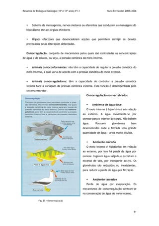 Resumos de Biologia e Geologia (10º e 11º anos) V1.1 Nuno Fernandes 2005/2006
51
 Sistema de mensageiros, nervos motores ou eferentes que conduzem as mensagens do
hipotálamo até aos órgãos efectores
 Órgãos efectores que desencadeiam acções que permitem corrigir os desvios
provocados pelas alterações detectadas.
Osmorregulação: conjunto de mecanismos pelos quais são controladas as concentrações
de água e de solutos, ou seja, a pressão osmótica do meio interno.
 Animais osmoconformantes: não têm a capacidade de regular a pressão osmótica do
meio interno, a qual varia de acordo com a pressão osmótica do meio externo.
 Animais osmorreguladores: têm a capacidade de controlar a pressão osmótica
interna face a variações da pressão osmótica externa. Esta função é desempenhada pelo
sistema excretor.
Osmorregulação nos vertebrados
 Ambiente de água doce
O meio interno é hipertónico em relação
ao externo. A água movimenta-se por
osmose para o interior do corpo. Não bebem
água. Possuem glomérulos bem
desenvolvidos onde é filtrada uma grande
quantidade de água – urina muito diluída.
 Ambiente marinho
O meio interno é hipotónico em relação
ao externo, por isso há perda de água por
osmose. Ingerem água salgada e excretam o
excesso de sais, por transporte activo. Os
glomérulos são reduzidos ou inexistentes,
para reduzir a perda de água por filtração.
 Ambiente terrestre
Perda de água por evaporação. Os
mecanismos de osmorregulação centram-se
na conservação de água do meio interno.
Fig. 35 - Osmorregulação
 