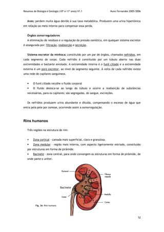 Resumos de Biologia e Geologia (10º e 11º anos) V1.1 Nuno Fernandes 2005/2006
52
Aves: perdem muita água devido à sua taxa metabólica. Produzem uma urina hipertónica
em relação ao meio interno para compensar essa perda.
Órgãos osmorreguladores
A eliminação de resíduos e a regulação da pressão osmótica, em qualquer sistema excretor
é assegurada por: filtração, reabsorção e secreção.
Sistema excretor da minhoca: constituído por um par de órgãos, chamados nefrídios, em
cada segmento do corpo. Cada nefrídio é constituído por um túbulo aberto nas duas
extremidades e bastante enrolado. A extremidade interna é o funil ciliado e a extremidade
externa é um poro excretor, ao nível do segmento seguinte. À volta de cada nefrídio existe
uma rede de capilares sanguíneos.
 O funil ciliado recolhe o fluido corporal
 O fluido desloca-se ao longo do túbulo e ocorre a reabsorção de substâncias
necessárias, para os capilares; são segregadas, do sangue, excreções.
Os nefrídios produzem urina abundante e diluída, compensando o excesso de água que
entra pela pele por osmose, ocorrendo assim a osmorregulação.
Rins humanos
Três regiões na estrutura do rim:
 Zona cortical – camada mais superficial, clara e granulosa.
 Zona medular – região mais interna, com aspecto ligeiramente estriado, constituído
por estruturas em forma de pirâmide.
 Bacinete – zona central, para onde convergem as estruturas em forma de pirâmide, de
onde parte o uréter.
Bacinete
Fig. 36– Rim humano
 