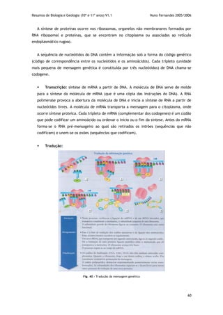 Resumos de Biologia e Geologia (10º e 11º anos) V1.1 Nuno Fernandes 2005/2006
60
A síntese de proteínas ocorre nos ribossomas, organelos não membranares formados por
RNA ribossomal e proteínas, que se encontram no citoplasma ou associados ao retículo
endoplasmático rugoso.
A sequência de nucleótidos do DNA contém a informação sob a forma do código genético
(código de correspondência entre os nucleótidos e os aminoácidos). Cada tripleto (unidade
mais pequena de mensagem genética é constituída por três nucleótidos) de DNA chama-se
codogene.
 Transcrição: síntese de mRNA a partir de DNA. A molécula de DNA serve de molde
para a síntese da molécula de mRNA (que é uma cópia das instruções do DNA). A RNA
polimerase provoca a abertura da molécula de DNA e inicia a síntese de RNA a partir de
nucleótidos livres. A molécula de mRNA transporta a mensagem para o citoplasma, onde
ocorre síntese proteica. Cada tripleto de mRNA (complementar dos codogenes) é um codão
que pode codificar um aminoácido ou ordenar o início ou o fim da síntese. Antes do mRNA
forma-se o RNA pré-mensageiro ao qual são retirados os intrões (sequências que não
codificam) e unem-se os exões (sequências que codificam).
 Tradução:
Fig. 40 – Tradução da mensagem genética
 