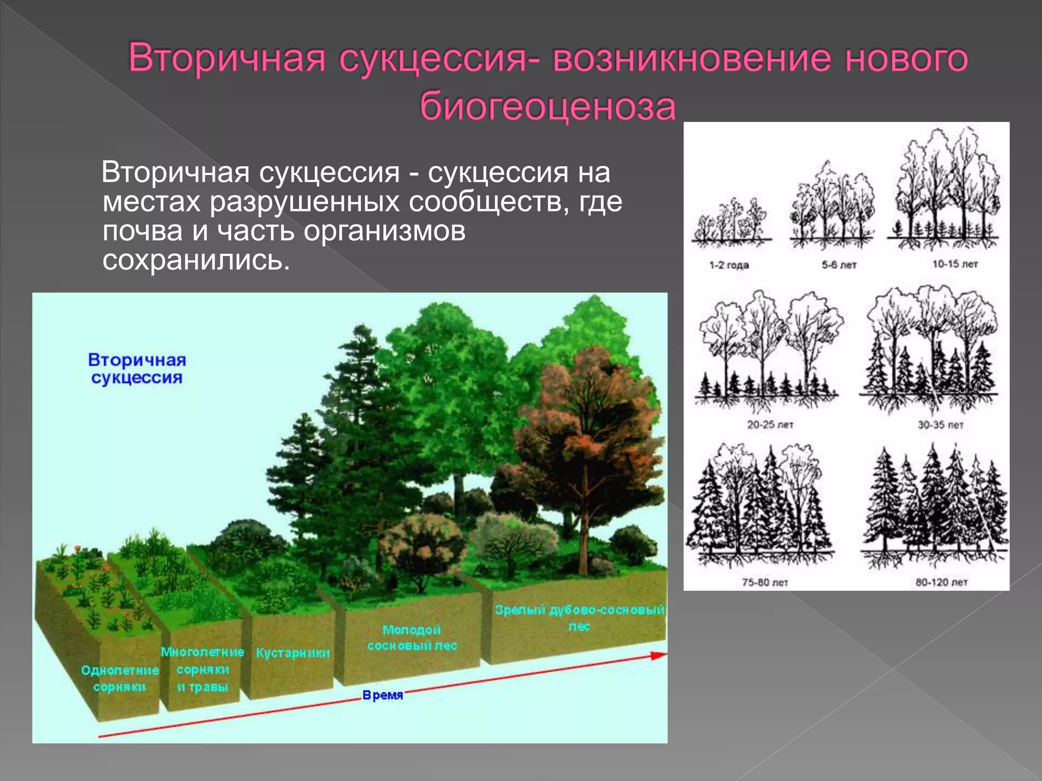 Вторичная сукцессия - сукцессия на
местах разрушенных сообществ, где
почва и часть организмов
сохранились.
 