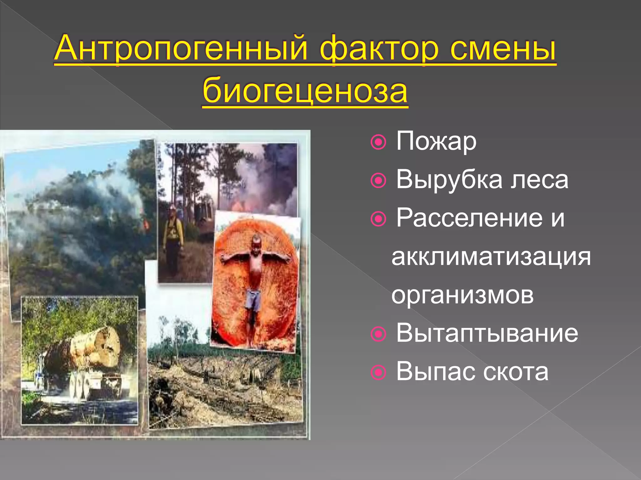  Пожар
 Вырубка леса
 Расселение и
акклиматизация
организмов
 Вытаптывание
 Выпас скота
 
