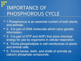 Powerpoint presentation in teaching biogeochemical cycle | PPT