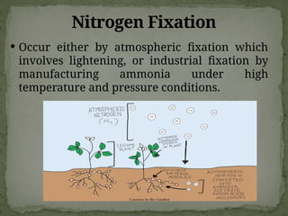 Nitrogen Fixation
 Occur either by atmospheric fixation which
involves lightening, or industrial fixation by
manufacturing ammonia under high
temperature and pressure conditions.
 