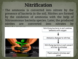 Nitrification
• The ammonia is converted into nitrate by the
presence of bacteria in the soil. Nitrites are formed
by the oxidation of ammonia with the help of
Nitrosomonas bacteria species. Later, the produced
nitrites are converted into nitrates by
Nitrobacterium.
 