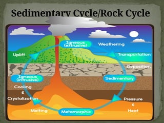 Sedimentary Cycle/Rock Cycle
 