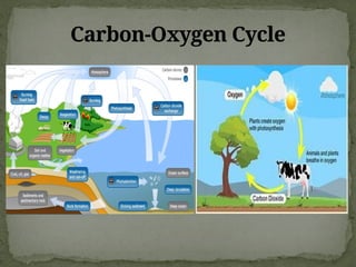 Carbon-Oxygen Cycle
 