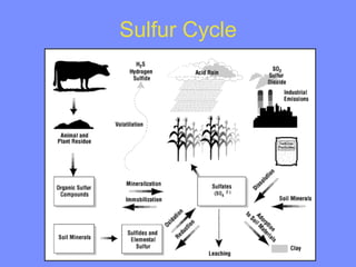 Biogeochemical cycle in environmental science | PDF