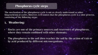 Biogeochemical cycle in Phosphorus - Phosphorus cycle steps | PDF