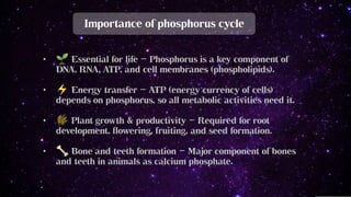 Biogeochemical cycle in Phosphorus - Phosphorus cycle steps | PDF