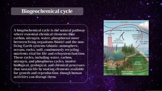 Biogeochemical cycle in Phosphorus - Phosphorus cycle steps | PDF